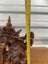 Hand carved teak Ganesh Carousel 2