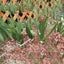 Plastic Plant Marker Plant Lable Garden Tag 21*2cm Waterproof Reusable Carousel 6