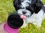 2 X Outdoor Dog Water Bottle Portable Pet Feeder Travel Pet Drinking Cup Carousel 6