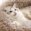 Cat Bed M 2019512 Carousel 5