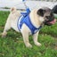 Cat Vest Harness Leash Set S 3631613 Carousel 6