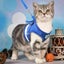 Cat Vest Harness Leash Set S 3631613 Carousel 5