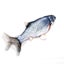 Cat Toy Fish i1842BK0 Carousel 10