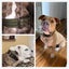 2-row Durable Adjustable Comfortable Metal Buckle Pet Collar For Medium Big Dogs Carousel 4