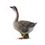 Loading Image 1 of 1