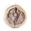 Tunnel Toy Buckskin Plush 2 Holes Play Tubes With Balls Collapsible Carousel 3