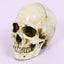 Skull Head Human Resin Skeleton Detached Jaw 2013703 Carousel 2