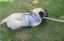 Dog Vest Harness Leash Set M 3631606 Carousel 10