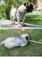 Dog Vest Harness Leash Set M 3631606 Carousel 11