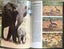 BABY ANIMALS BY JANE BURTON Carousel 4