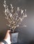 Corokia Bronze King x 50 Carousel 1