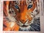 NEW 5D Diamond Painting DIY Kits 30x30CM - Tiger Carousel 3