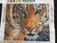 NEW 5D Diamond Painting DIY Kits 30x30CM - Tiger Carousel 5