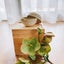 Kintsugi Trinket Bowl - Vintage Lidded Bowl Carousel 10