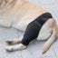 Dog Recovery Knee Brace Injuries Leg Brace Joint Wrap Carousel 7