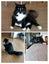 Lost cat - Torbay Carousel 1
