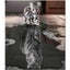 Diamond Painting Art Kit I1568LG0 Carousel 1