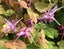 Epimedium grandiflorum Lilafee lilac flowers copper lime spring leaves perennial Carousel 1