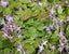 Epimedium grandiflorum Lilafee lilac flowers copper lime spring leaves perennial Carousel 2
