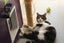 Cats Protection Canterbury - Petrov Carousel 3