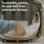 Ingenuity: Base 2 in 1 Seat - Peony Carousel 5
