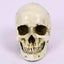 Skull Head Human Resin Skeleton Detached Jaw 2013703 Carousel 1