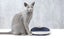 TORUS™ CAT WATER BOWL 1 LITRE BLUE Carousel 7