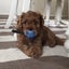 Cavoodle stud Carousel 10