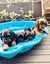 Cavoodle stud Carousel 18
