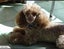 Cavoodle stud Carousel 9