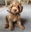 Cavoodle stud Carousel 12