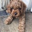 Cavoodle stud Carousel 8