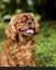 Cavoodle stud Carousel 11