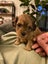 Cavoodle stud Carousel 13