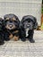 Cavoodle stud Carousel 14