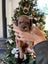 Cavoodle stud Carousel 17