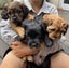 Cavoodle stud Carousel 16