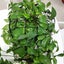 New Grow Tent Plant Trellis Netting Fits 40x40cm Sale Sale Carousel 9
