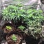 New Grow Tent Plant Trellis Netting Fits 40x40cm Sale Sale Carousel 12