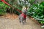Cat Harness with Vest - Red Carousel 2