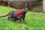 Cat Harness with Vest - Red Carousel 4