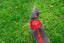 Cat Harness with Vest - Red Carousel 5