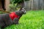 Cat Harness with Vest - Red Carousel 6