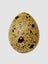 Quail Eggs - Fertile Carousel 5