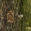 Bird Feeder Garden Ornament Old Man Face 2032208 Carousel 4