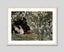Marie In A Deckchair Reading by Peder Severin Kroyer Art Print Carousel 6