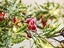 2M Christmas String Light Artificial Rattan Red Berry Xmas Garland Light Decor Carousel 5