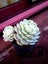 SUCCULENT, ECHEVERIA ELEGANS, 2 HEADS Carousel 1