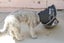 COMFY CONE XTRA LARGE 30CM NECK TO SNOUT / NECK 46CM to 58CM Carousel 11