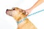COMFY CONE XTRA LARGE 30CM NECK TO SNOUT / NECK 46CM to 58CM Carousel 10